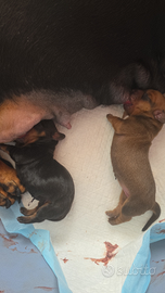 Bassotti con pedigree