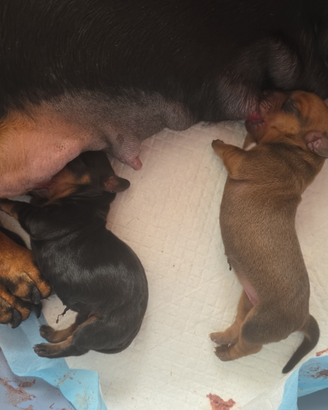 Bassotti con pedigree