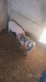 Maialini nani SOLO DA COMPAGNIA LECCE