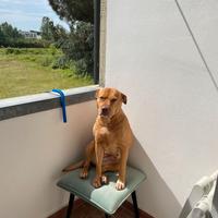 Femmina di Amstaff pronta per la monta