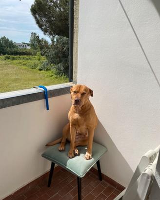 Femmina di Amstaff pronta per la monta