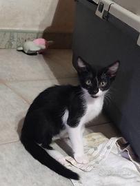 Teddyno gattino 2 mesi