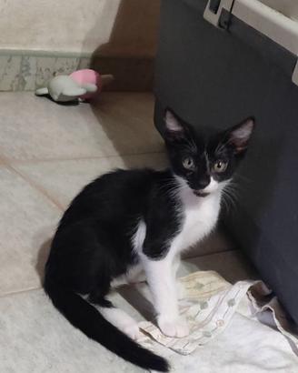 Teddyno gattino 2 mesi