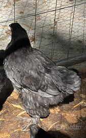 Galli Brahma Gigante