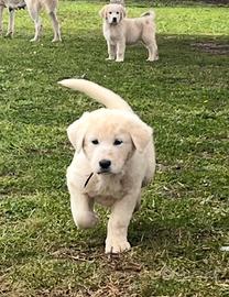 Pastore dell'Asia centrale (Alabai)