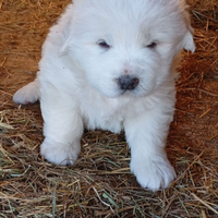 Cuccioli cani . pastore maremmano