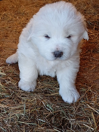 Cuccioli cani . pastore maremmano