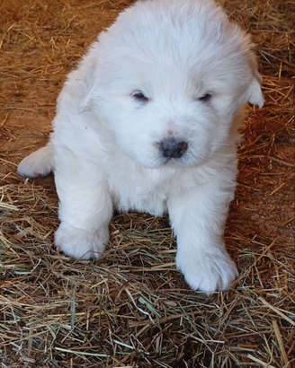 Cuccioli cani . pastore maremmano