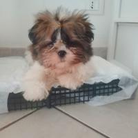 Cuccioli Shitzu