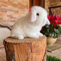 Ariete Nano Mini Lop