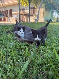 Cuccioli di gatto