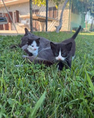Cuccioli di gatto