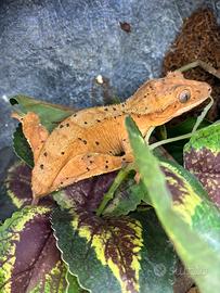 Geco ciliatus