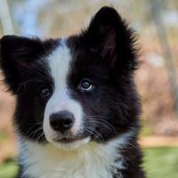 Yakutian Laika Cuccioli disponibili