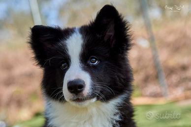 Yakutian Laika Cuccioli disponibili