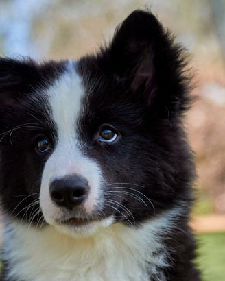 Yakutian Laika Cuccioli disponibili
