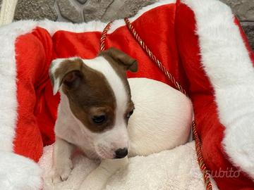 Jack Russell