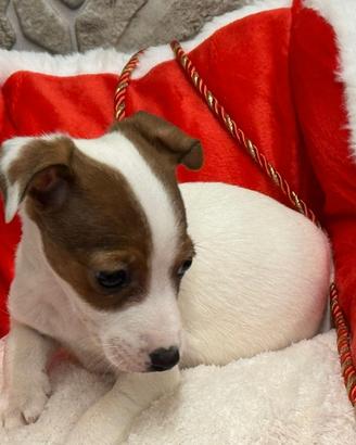 Jack Russell