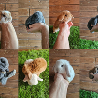 Conigli nani selezionati ariete x minilop