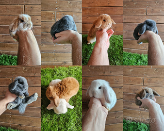 Conigli nani selezionati ariete x minilop