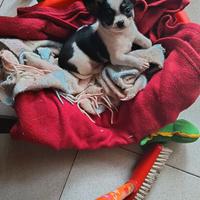 Chihuahua. Maschio