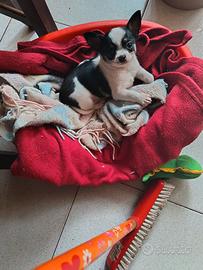 Chihuahua. Maschio