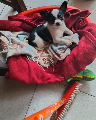 Chihuahua. Maschio
