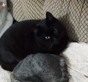 Ercole gattino 8 mesi