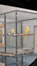 Parrocchetto dal collare