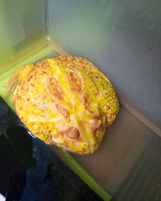 Coppia rane pacman