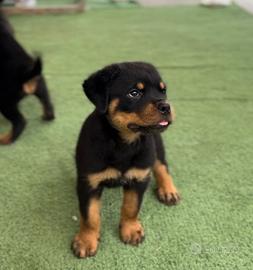 Cuccioli rottweiller