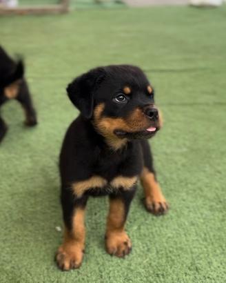 Cuccioli rottweiller