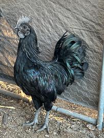Coppia ayam cemani
