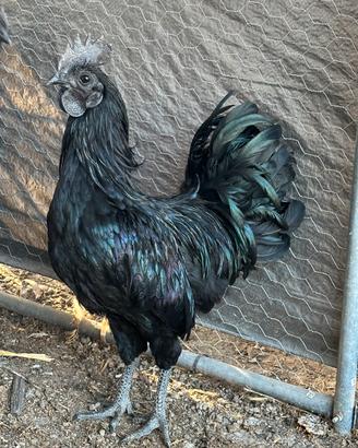 Coppia ayam cemani