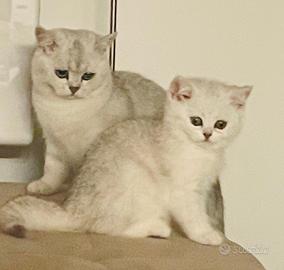 British Shorthair cat per accoppiamento