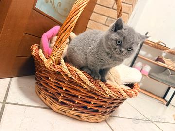 Gatti British Shorthair