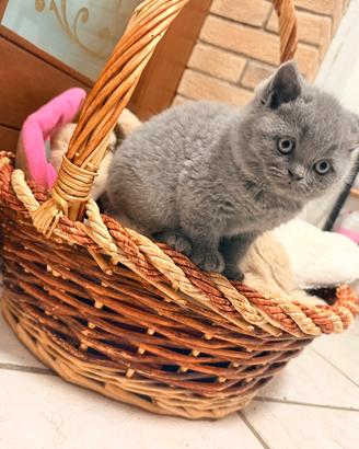 Gatti British Shorthair