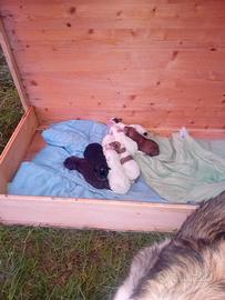 Cuccioli in adozione