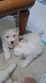 Cani maltesi
