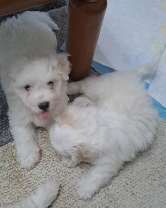 Cani maltesi