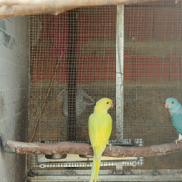 Disponibile maschio di parrocchetto dal collare