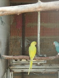 Disponibile maschio di parrocchetto dal collare