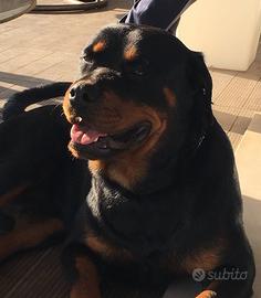 Rottweiler