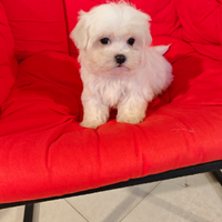 Maltese maschio cucciolo