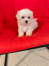 Maltese maschio cucciolo
