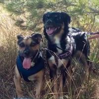 In coppia 2 Cani lucky e Nina