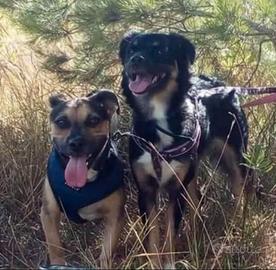 In coppia 2 Cani lucky e Nina