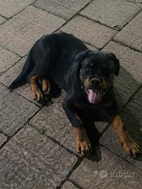 Rottweiler