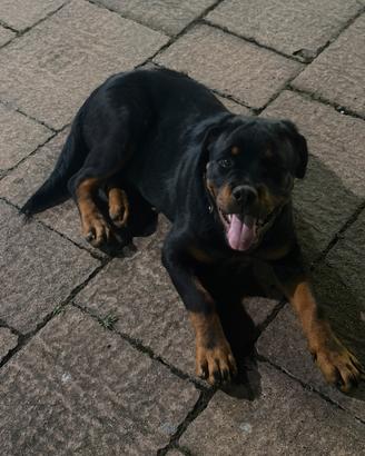 Rottweiler