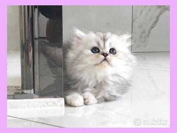 Gatti persiani British, femmine